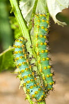 Green late instar caterpillar larvae of the Emperor moth (Saturnia pavoniella) early instar black caterpillars live communally, later they moult, become green, much larger and live singly. Italy