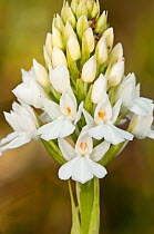 Pyramidal orchid (Anacamptis pyramidalis var alba) white variety. Italy