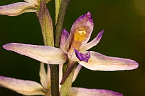 Violet bird's nest orchid / limodore (Limodorum abortivum) flower, Italy