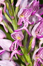 Natural Hybrid orchid (Orchis beyrichii) cross between Military orchid (Orchis militaris) and Monkey orchid (Orchis simia) Italy