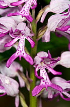 Military orchid (Orchis militaris) flowers, Italy