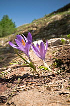 Spring purple crocus (Crocus angustifolius) flowering on hillside, Italy