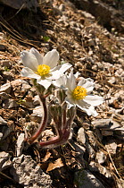Alpine pasque flower (Pulsatilla alpina) flowering on Mt Terminillo, Apennines, Italy