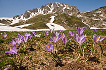 Spring purple crocus (Crocus angustifolius) flowering, Apennine mounains, Italy