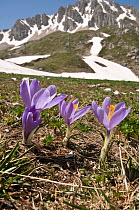Spring purple crocus (Crocus angustifolius) flowering soon after snow has melted, Apennine mounains, Italy