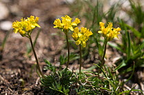 Yellow whitlow grass (Draba aizoides) Apennines, Italy