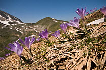 Spring purple crocus (Crocus angustifolius) flowering in spring on the slopes of the Apennine mountains, Italy