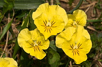 Eugenia's pansy (Viola eugeniae) yellow variety,  Simbruini National Park, Apennines, Italy