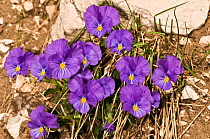 Eugenia's pansy (Viola eugeniae) purple variety,  Simbruini National Park, Apennines, Italy