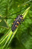 Seven-spot ladybird larva (Coccinella 7-punctata) Italy