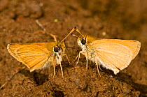 Small skipper butterflies (Thymelicus sylvestris) feeding on mud containing boar and other animal droppings from which they obtain minerals and salts, Italy