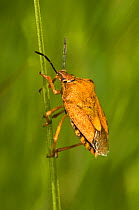 Orange shield bug (Carpocoris fuscispinus) Italy