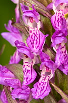 Early marsh orchid (Dactylorhiza incarnata) Italy