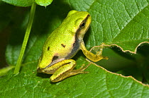 Italian tree frog (Hyla intermedia) on leaves, Italy