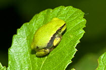 Italian tree frog (Hyla intermedia) camouflaged on green leaf, Umbira, Italy