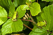 Italian tree frogs (Hyla intermedia) camouflaged on green bramble leaves, Italy