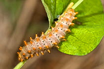 Caterpillar larva of the Southern festoon butterfly(Zerynthia polyxena) feeding on Round-leaved birthwort (Aristolochia rotundifolia) Italy