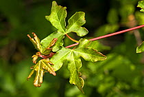 Leaves of the Field maple tree (Acer campestre) Italy