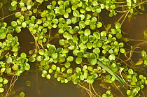 Common / Lesser duckweed (Lemna minor) on pond water, Italy