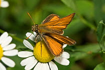 Small skipper butterfly (Thymelicus sylvestris) in characteristic rest position with fore-wings half open and hind wings flat, Italy