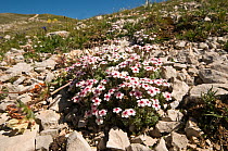 Rock jasmine (Androsace villosa) flowering on limestone scree in the Simbruini National Park,  Appenines, Italy