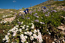 Alpine flowers in the Simbruini Mts NP, Apennines, Italy (Androsace villosa) white, (Gentiana dinarica) blue, and (Globularia alpina) purple.