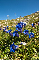 Trumpet gentian (Gentiana dinarica) flowering on limestone scree in the Simbruini Mountains NP, Apennines, Italy.