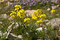 Apennine treacle mustard (Erysimum pseudorhaeticum) flowering on limestone scree in the Simbruini Mountains NP, Apennines, Italy.