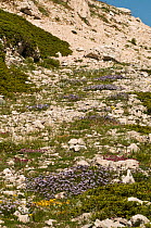 Alpine flowers on limestone scree (Globularia sp, Anthyllis sp, and Juniper sp) Simbruini National Park, limestone mountains in the Appenines, Italy