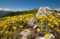 Hoary rockrose (Helianthemum canum) flowering in the Simbruini National Park, limestone mountains in the Appenines, Italy