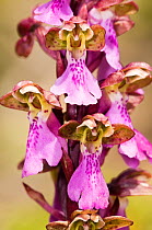 Spitzel's orchid (Orchis spitzelii) flowering in the Simbruini National Park, limestone mountains in the Appenines, Italy