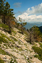 Mountain habitat, Mt Simbruini, showing sparsely wooded scree with pine trees in the Simbruini National Park, a region of limestone mountains in the Appenines, Lazio, Italy