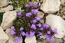 Alpine thyme (Acinos alpina) flowering on limestone scree in the Simbruini Mountains NP, Apennines, Italy.