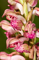 Bug orchid (Orchis coriophora) flowers, Apennine mountains, Italy