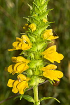 Yellow bartsia (Parentucellia viscosa) in flower, semi parasitic on various grasses, Umbria, Italy
