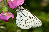 Black-veined white butterfly (Aporia crataegi) feeding on bean flower, Italy