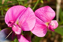 Broad leaved everlasting pea (Lathyrus latifolius) forerunner of the cultivated sweet pea, the pods and their contents are edible and sweet, Italy