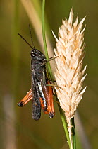Woodland grasshopper (Omocestus rufipes) on grass seed head, Italy