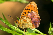 Marbled fritillary butterfly (Brenthis daphne) resting on plant, Italy