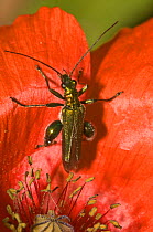 Thick-legged flower beetle (Oedemera nobilis) male on poppy, note the swollen hind femora characteristic of  males, Italy