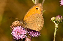 Meadow brown butterfly (Maniola jurtina) male with characteristic spots on lower side of hindwing, Italy
