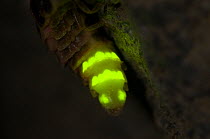 Glow worm (Lampyris noctiluca) female glowing, Italy.