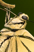 Common Swallowtail butterfly (Papilio machaon) close-up of head with coiled proboscis, Italy