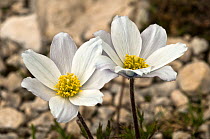 Alpine pasque flowers (Pulsatilla alpina) flowering soon after the snow has melted, Mt Terminillo, Apennines, Italy