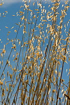 Wild Oat (Avena fatua) flowering, an annual often found as an unwanted weed amongst commercial crops, Italy