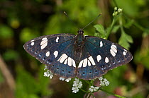 Southern white admiral butterfly (Limenitis reducta) Italy