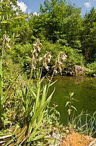 Marsh helleborine (Epipactis palustris) flowering beside pond, Italy