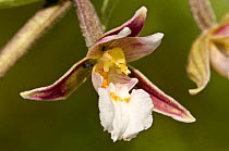 Marsh helleborine (Epipactis palustris) close up of flower, Italy