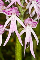 Naked man orchid (Orchis italica) close up of flowers clearly showing the naked man shape, Italy