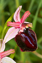 Siponto orchid (Ophrys sipontensis) flower, Italy